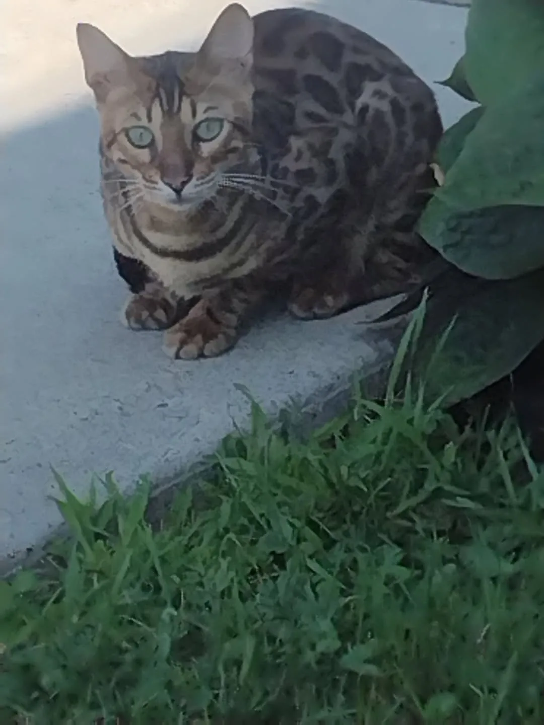 Found cat