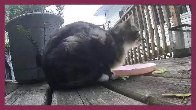 Found cat