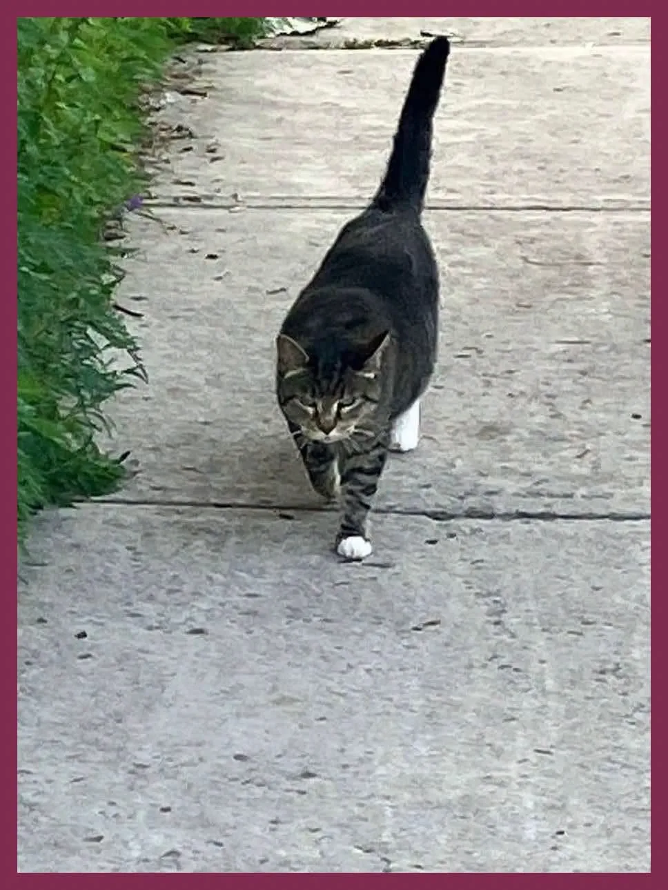 Found cat