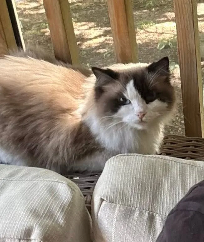 Found cat