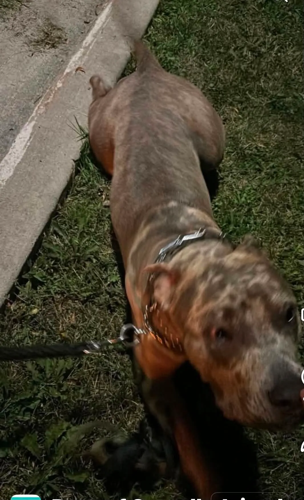 Found dog