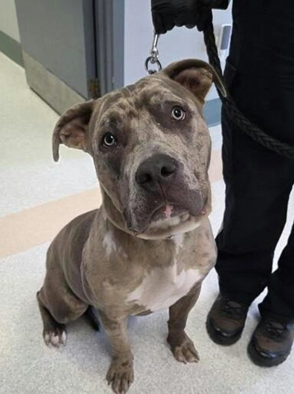 Found dog