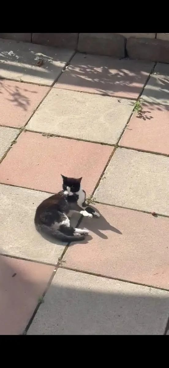 Found cat