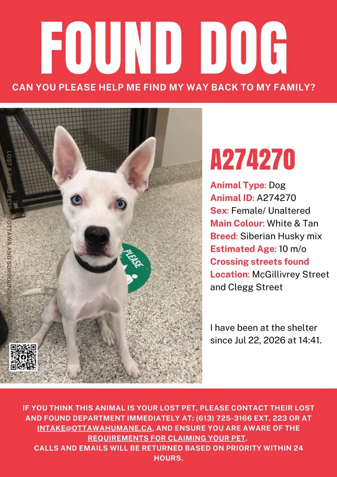 Found dog