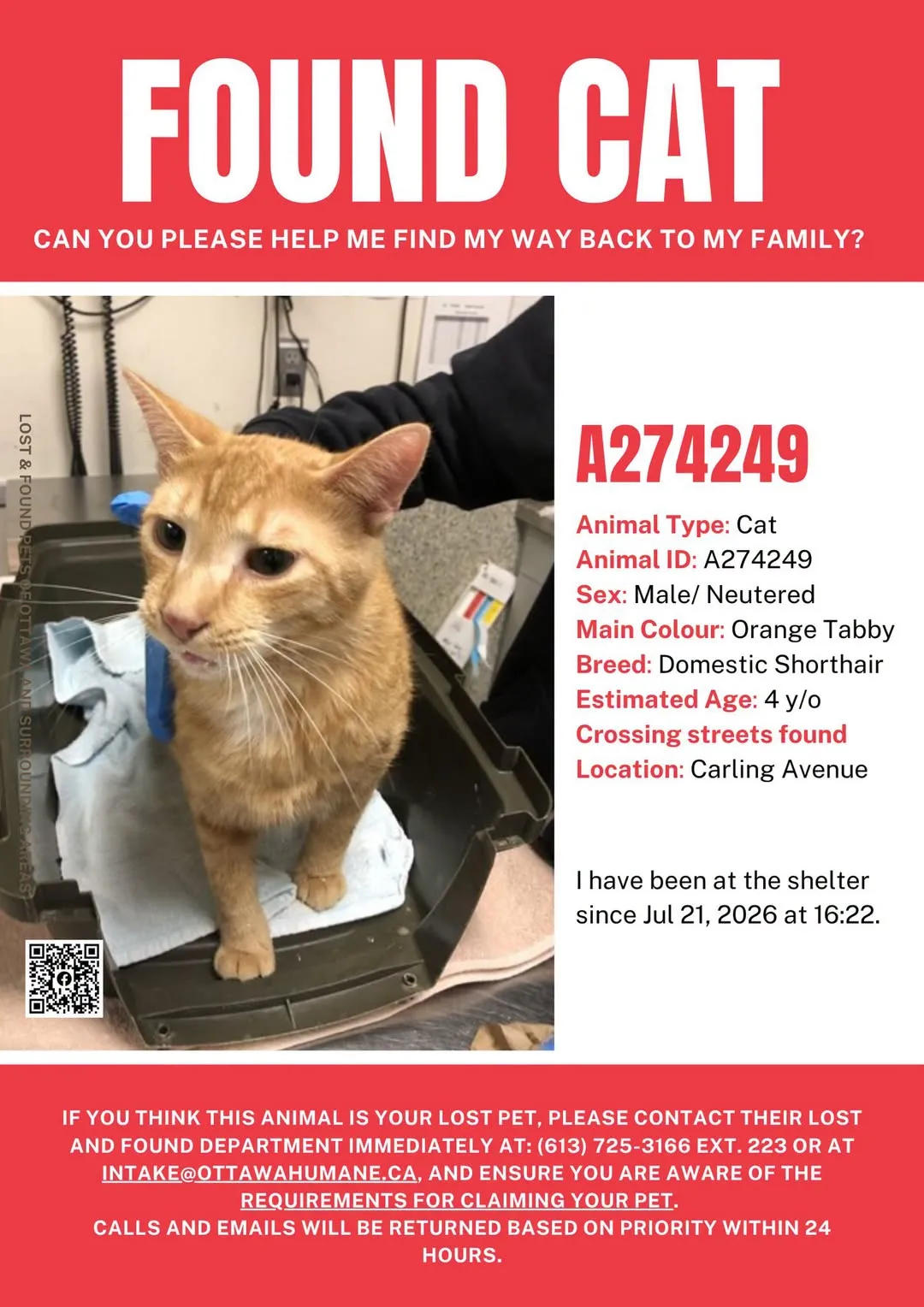 Found cat
