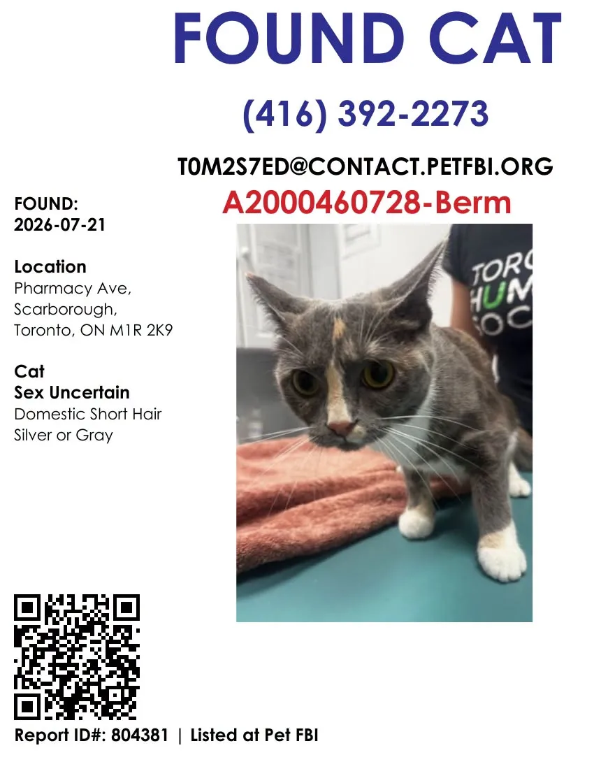 Found cat