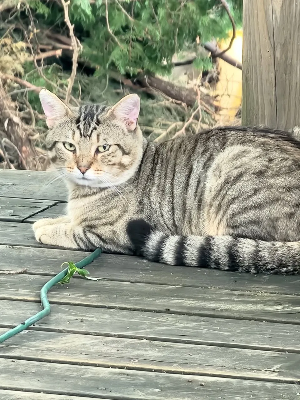 Found cat