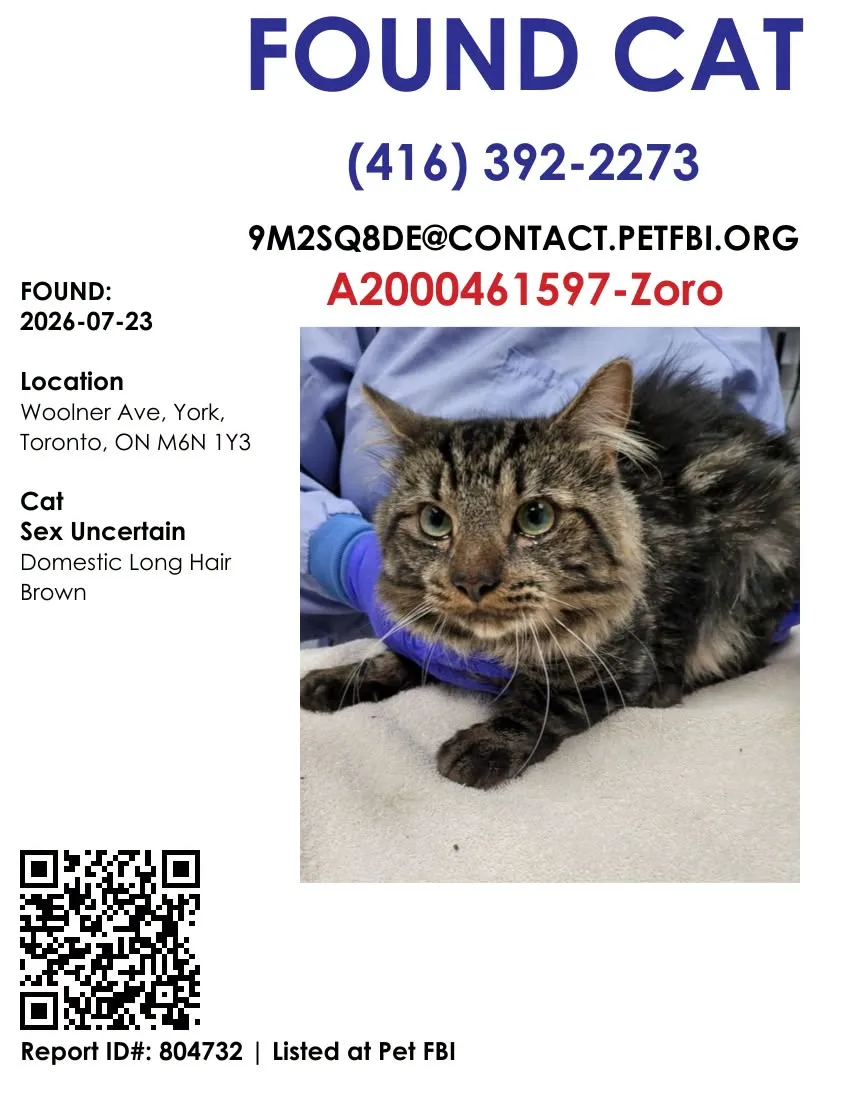 Found cat
