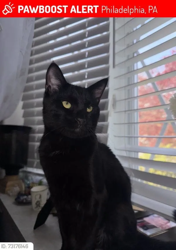 Lost cat