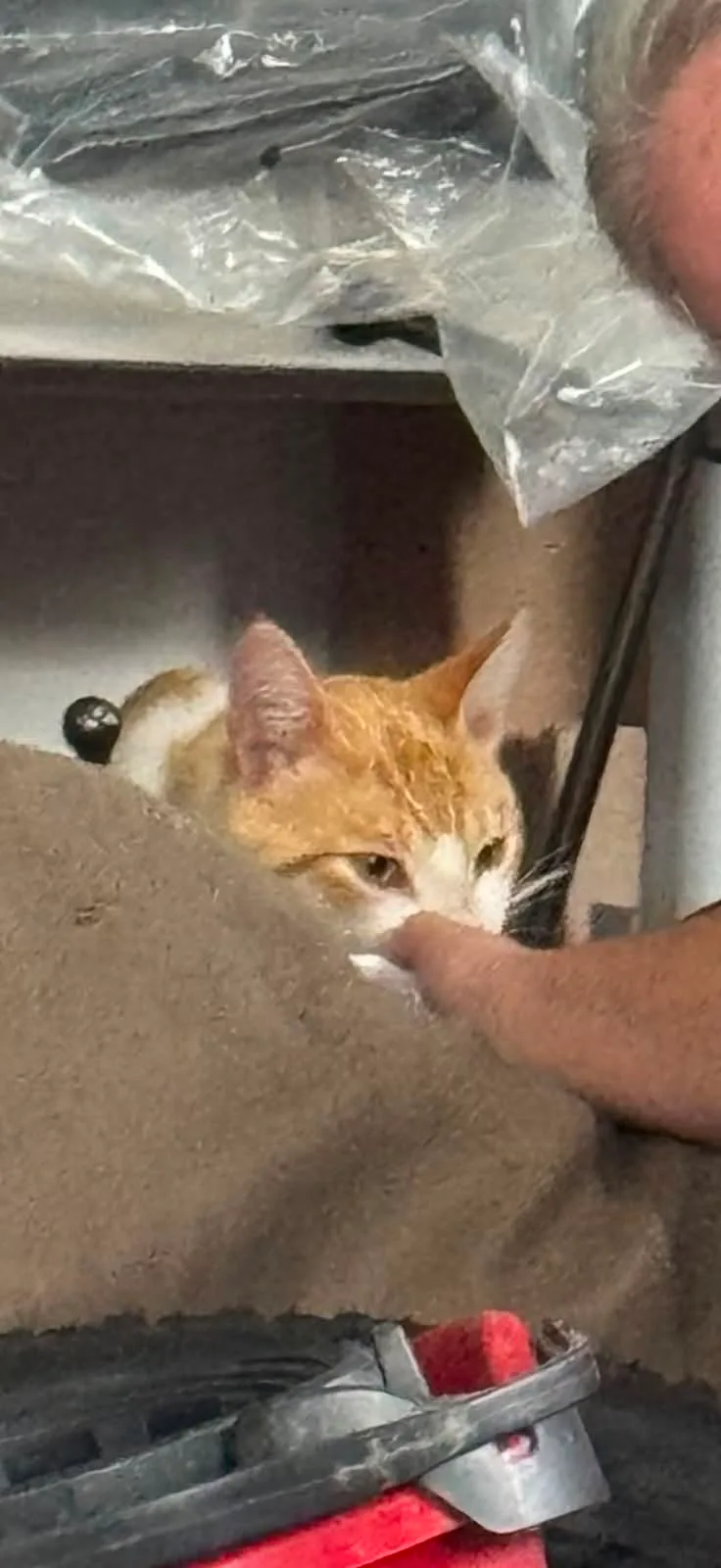 Found cat