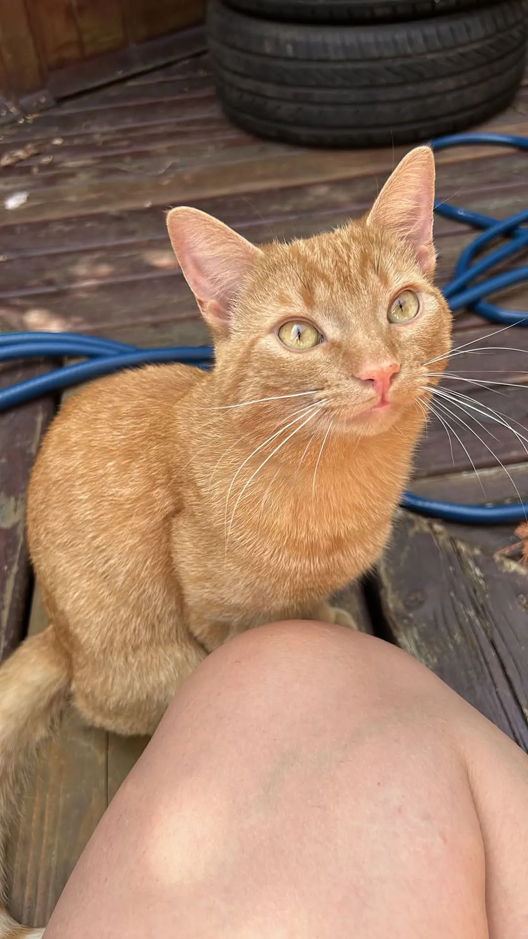 Found cat