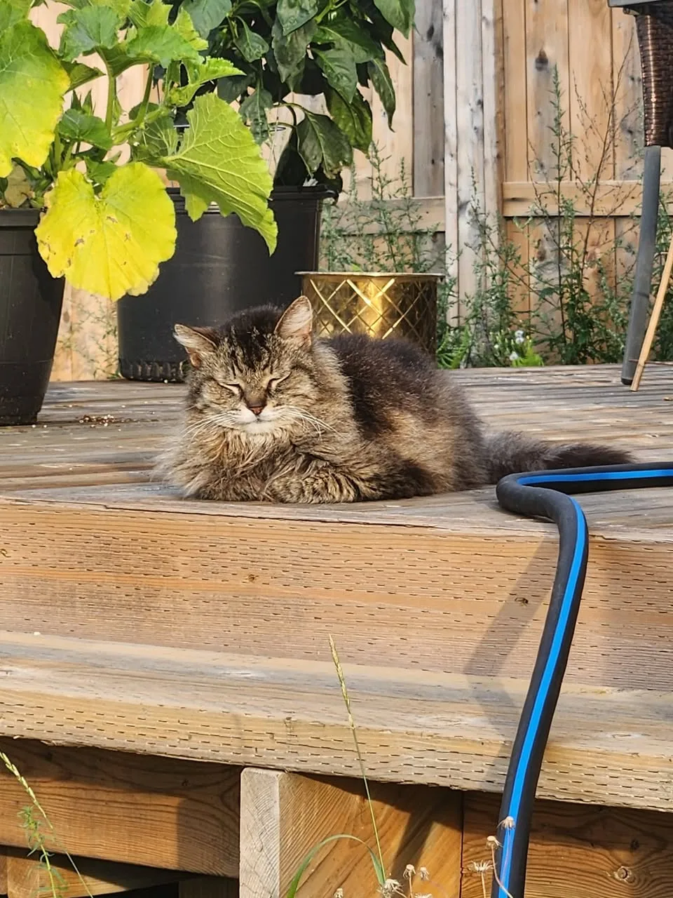 Found cat