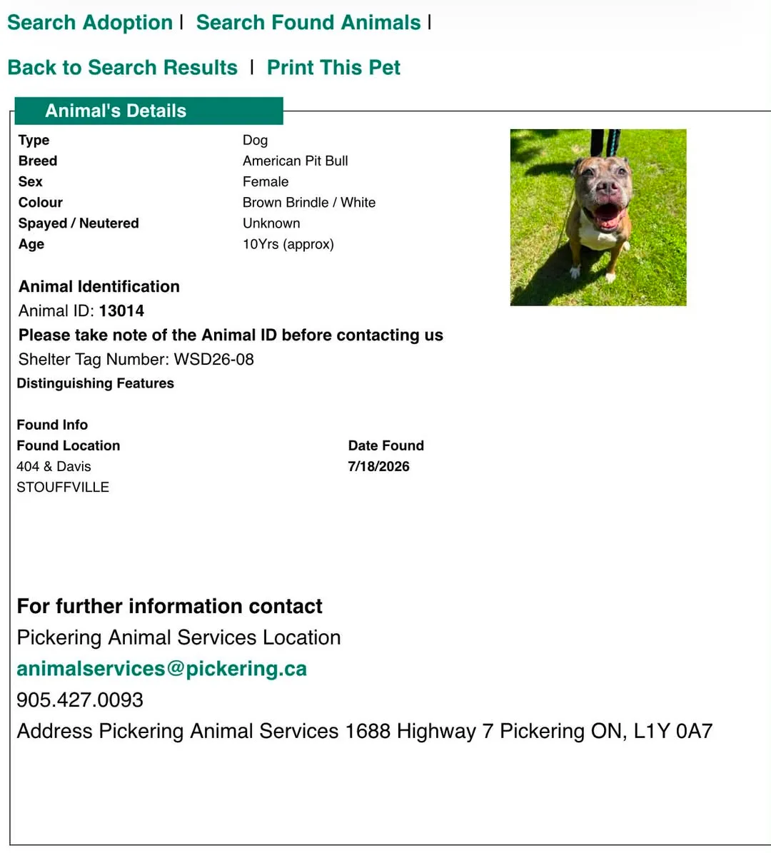 Found dog