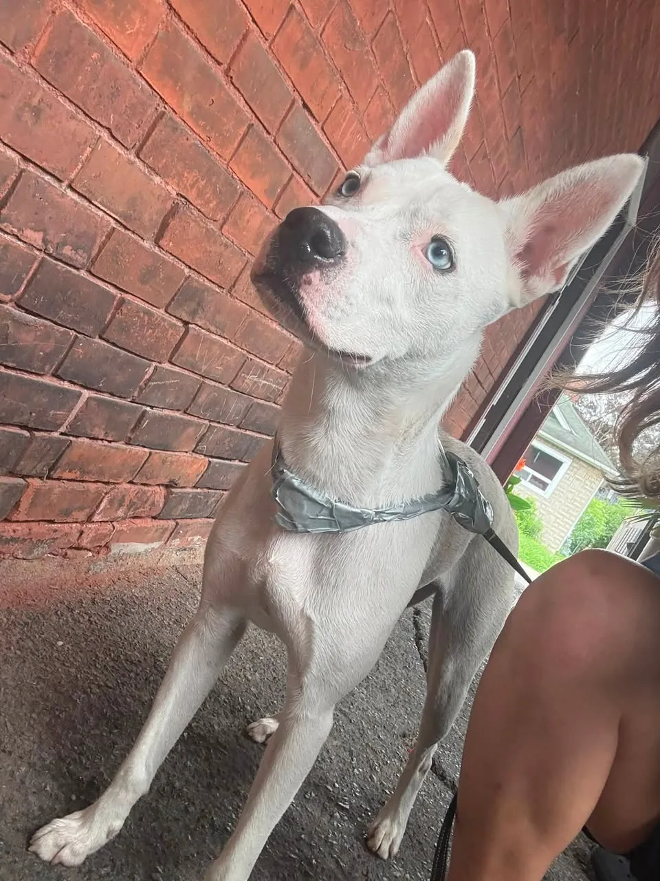 Found dog
