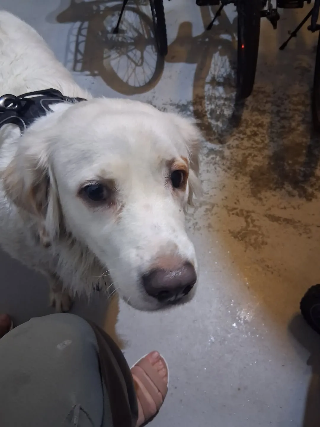 Found dog