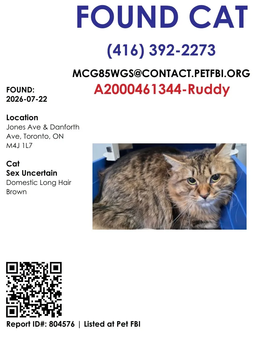 Found cat