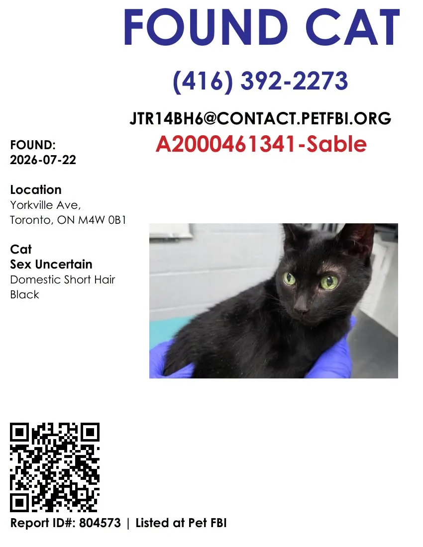 Found cat