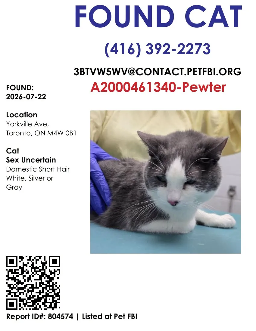 Found cat