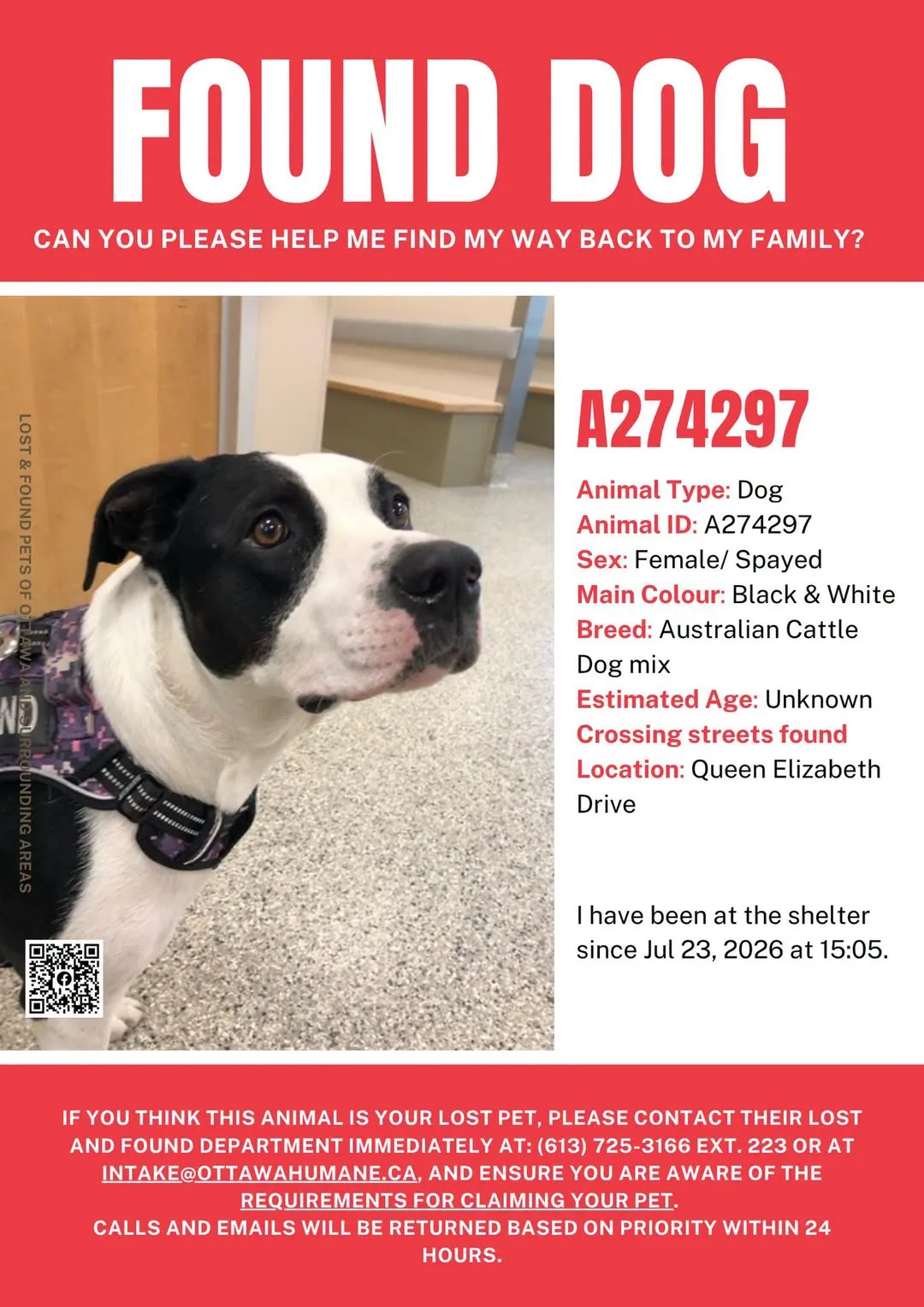 Found dog
