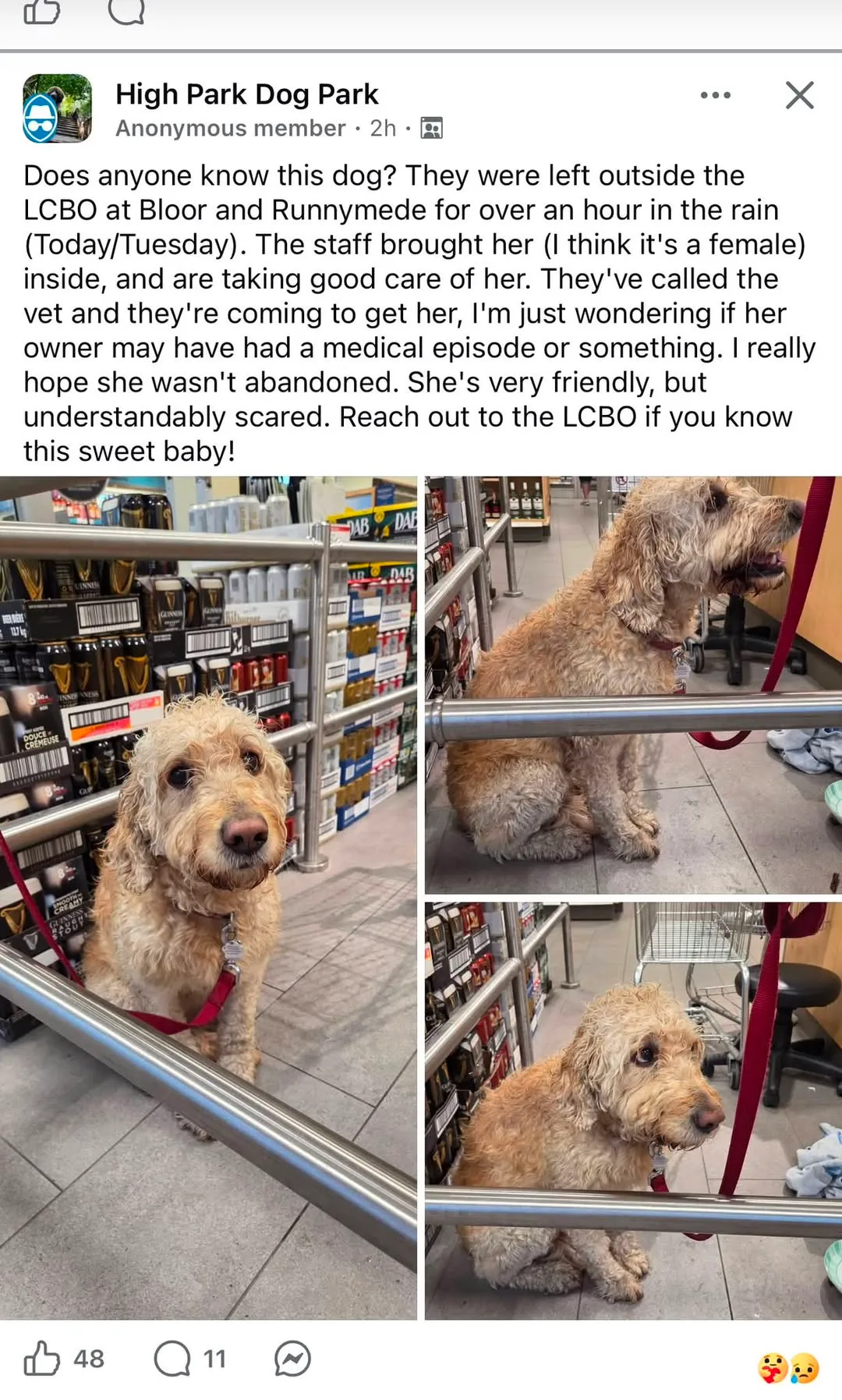 Found dog