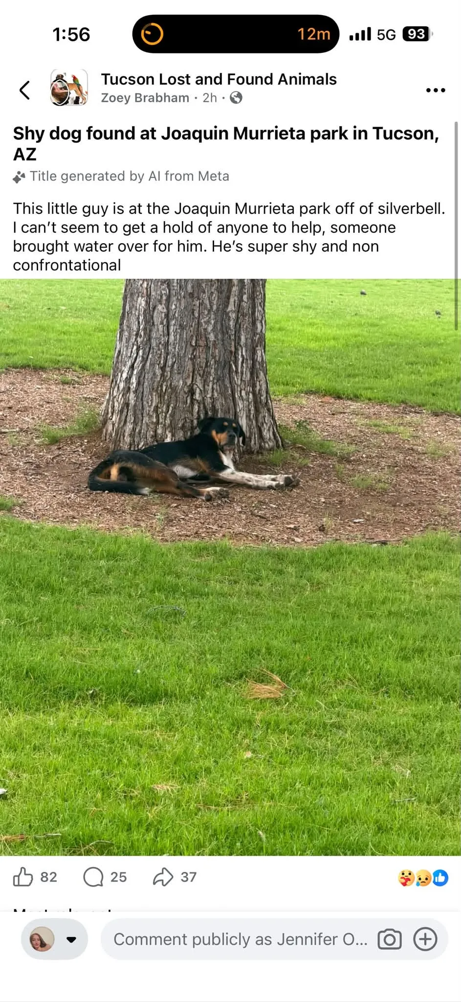 Found dog