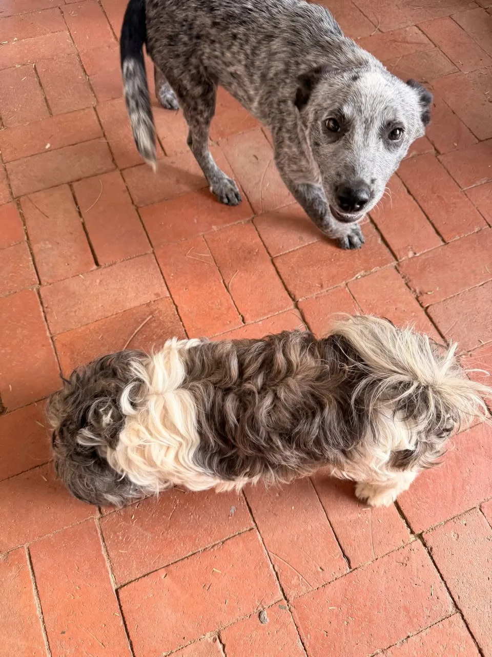 Found dog