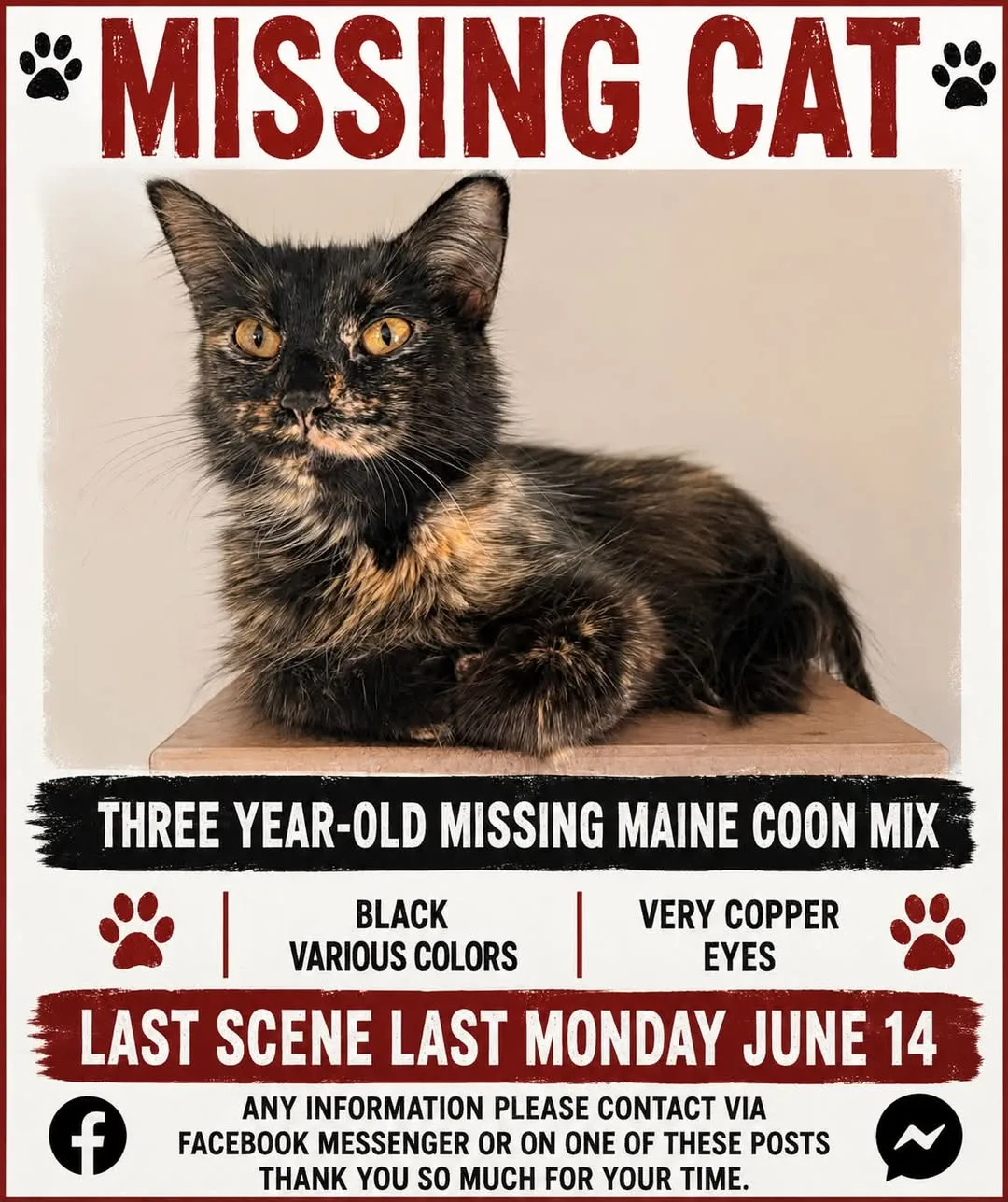 Lost cat