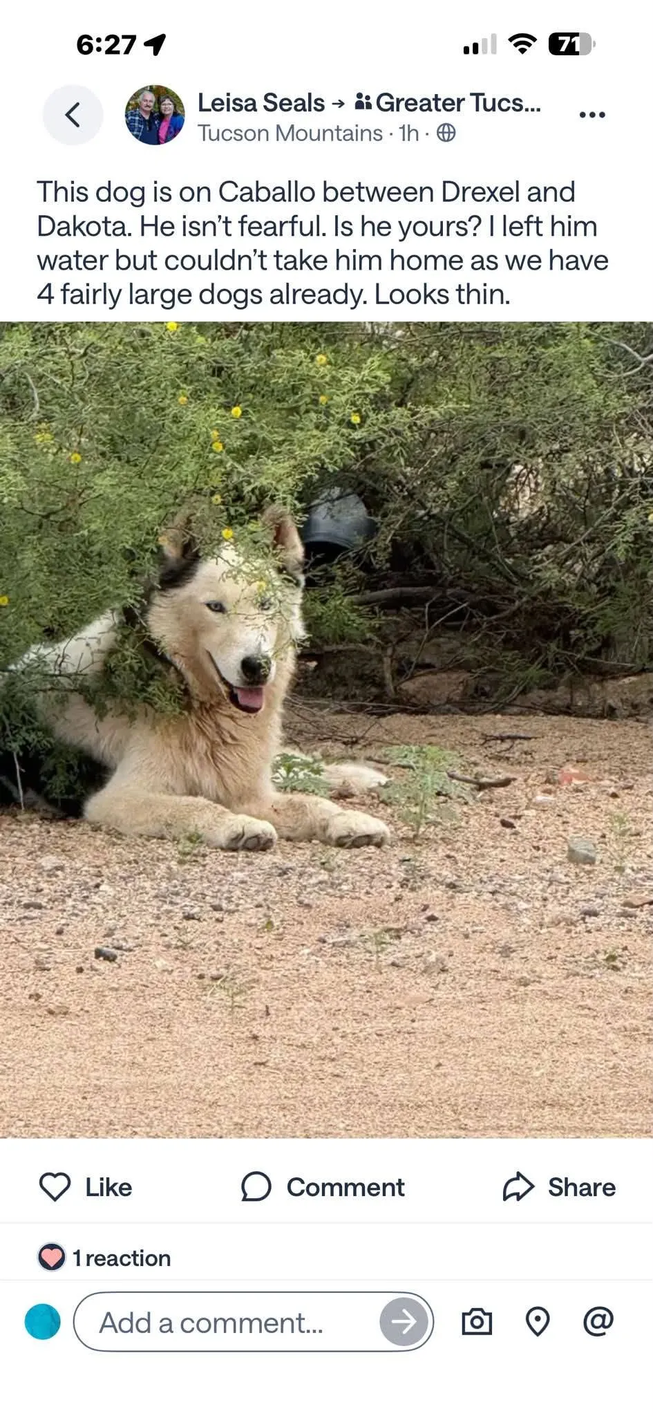 Found dog