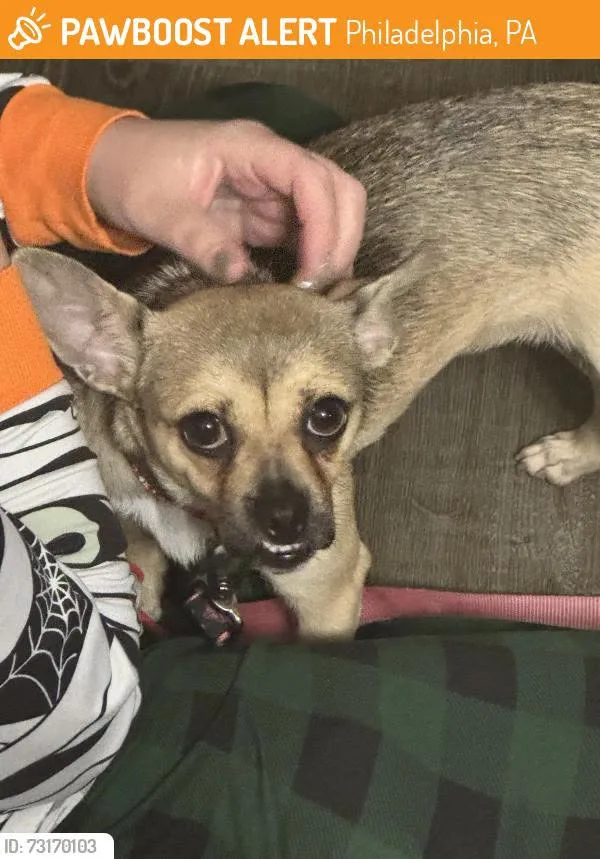 Found dog