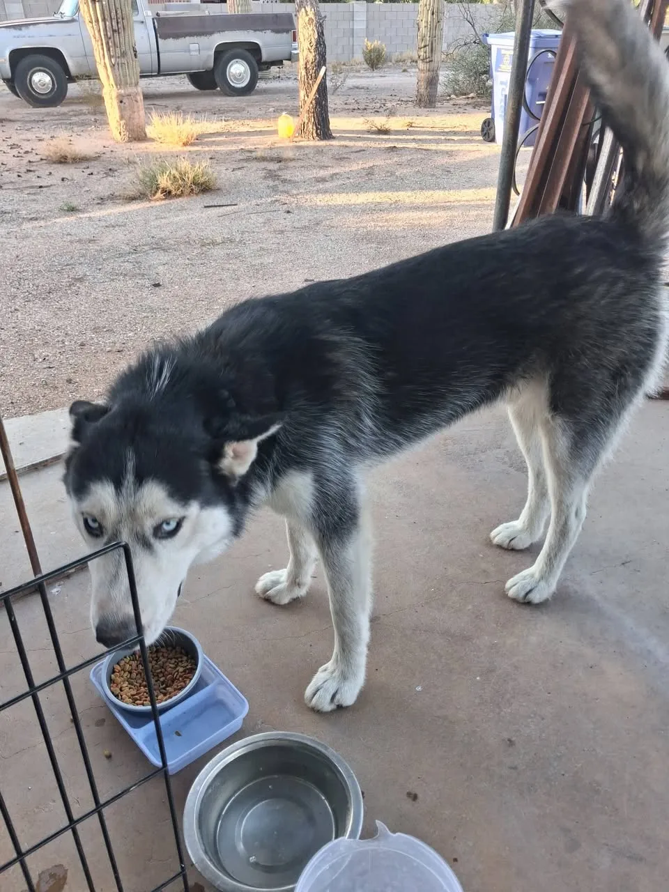 Found dog