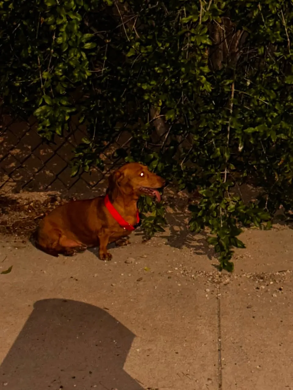 Found dog