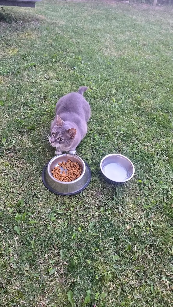 Found cat