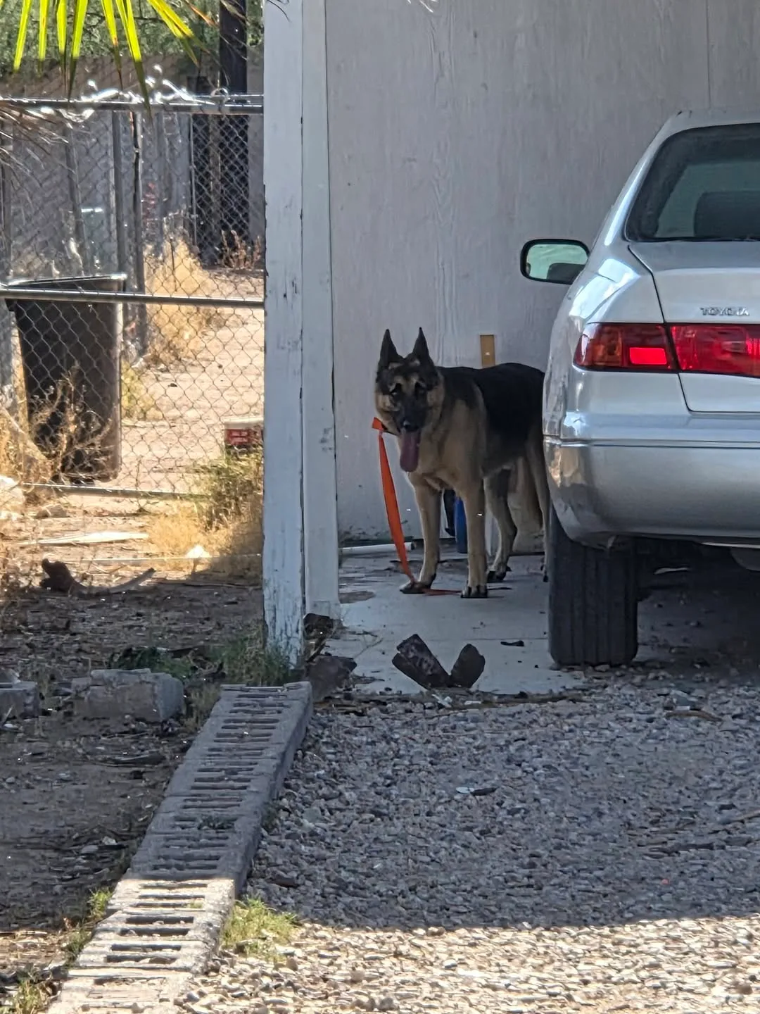 Found dog