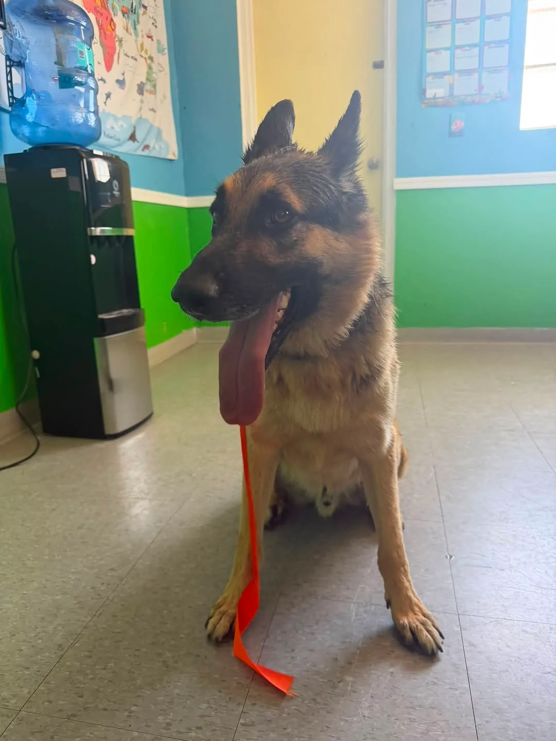 Found dog