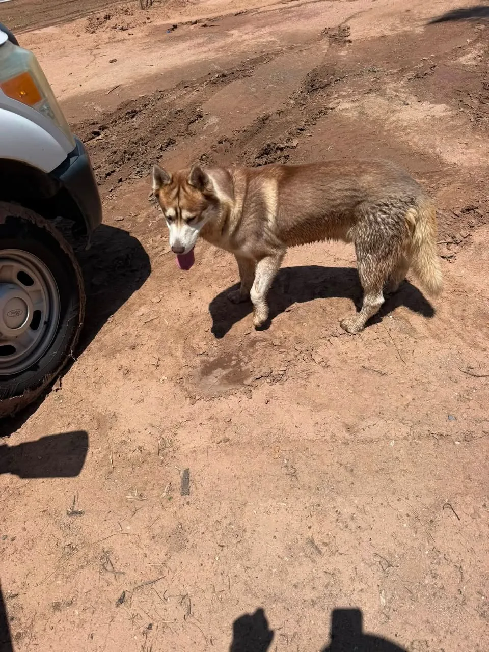 Found dog