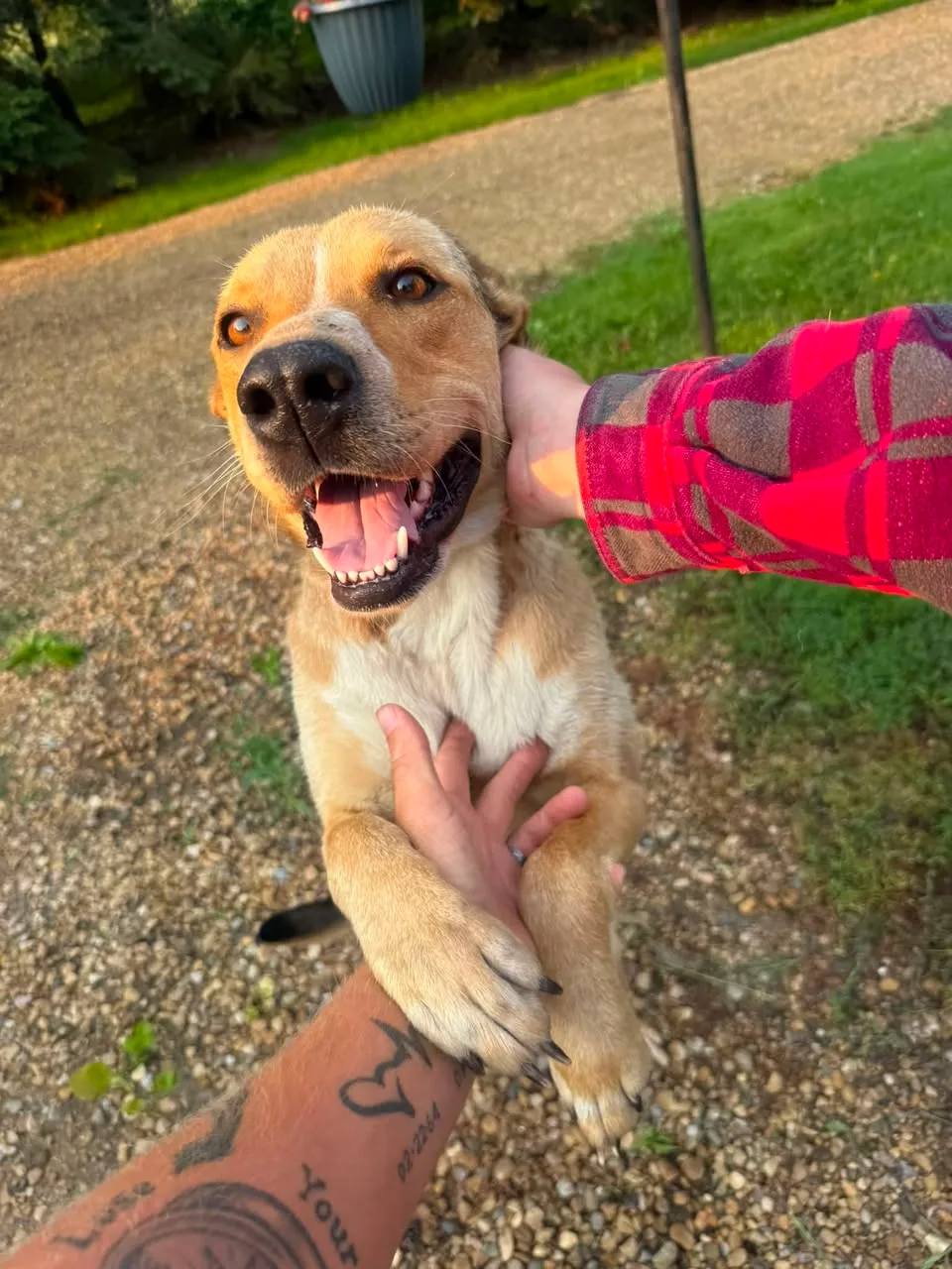 Found dog
