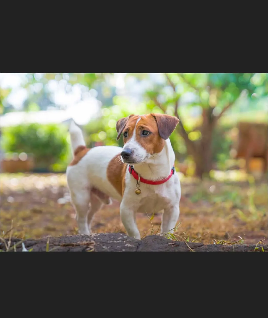 Found dog