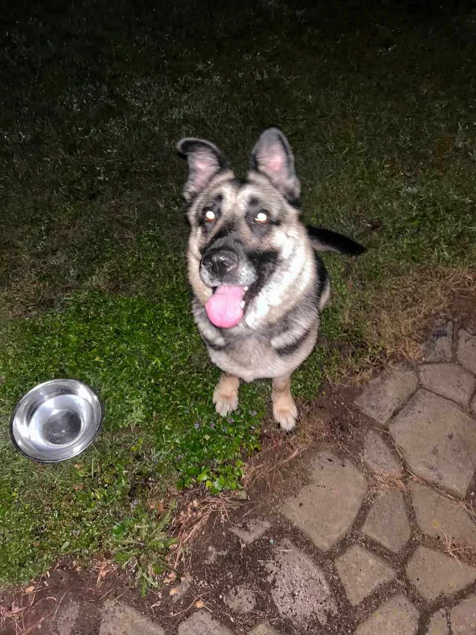 Found dog