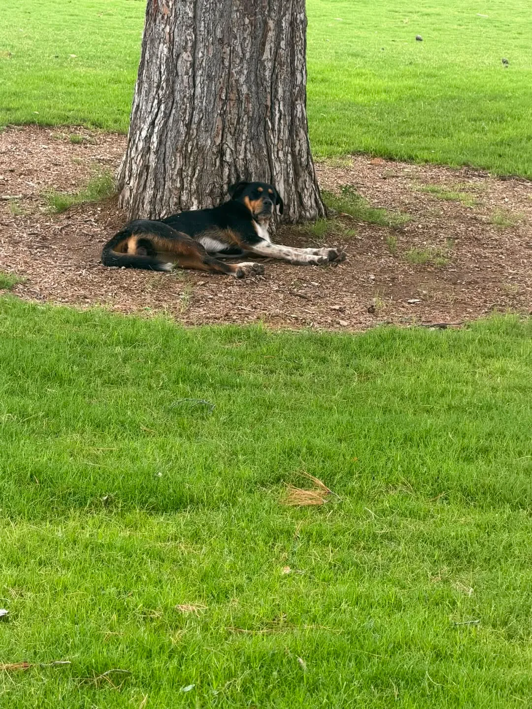 Found dog