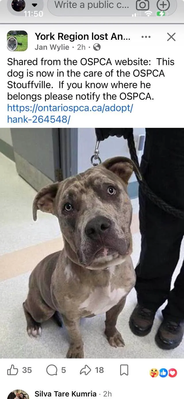 Found dog