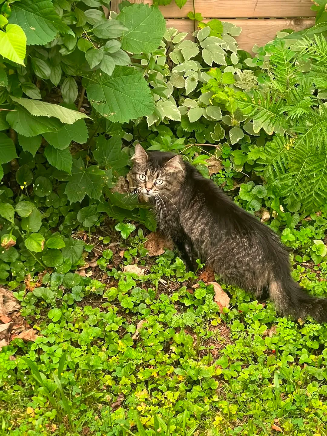 Found cat