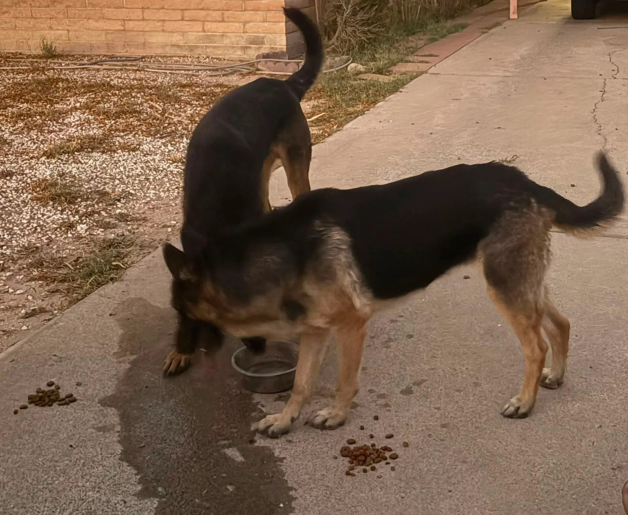 Found dog