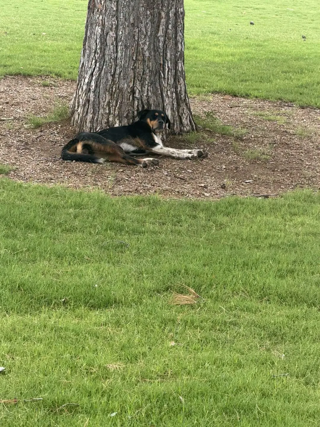 Found dog