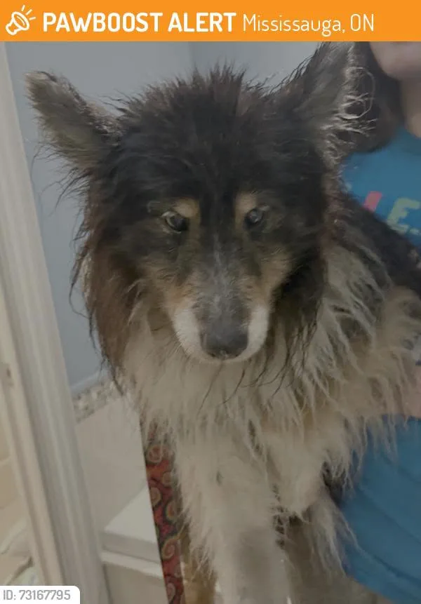 Found dog