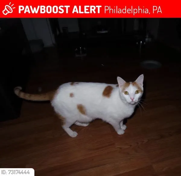 Lost cat