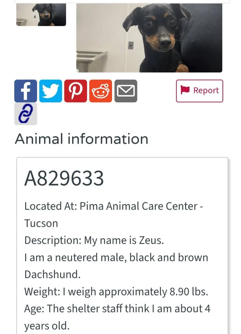 Found dog