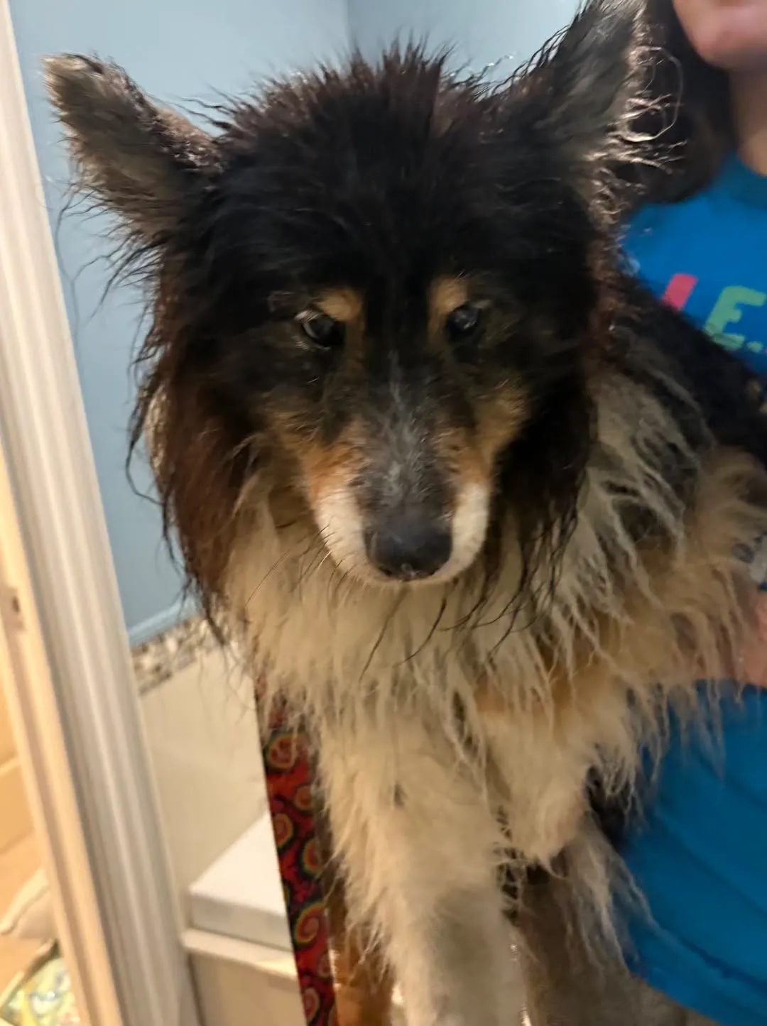 Found dog