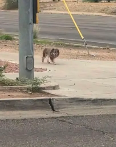 Found dog