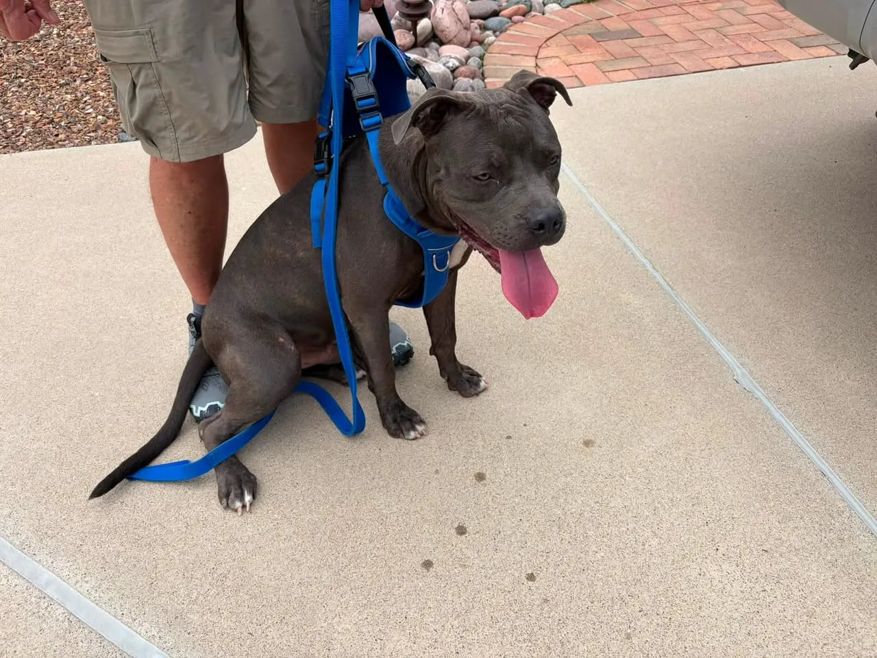 Found dog