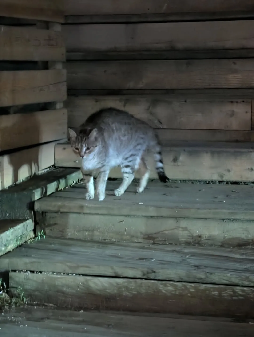 Found cat